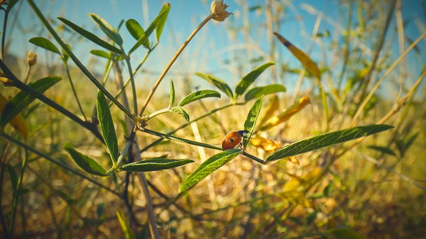 © Foto: ORF/Flair Production Im Bild: Um die Winterstarre zu überleben, müssen sich Marienkäfer genügend Fettreserven anfressen.