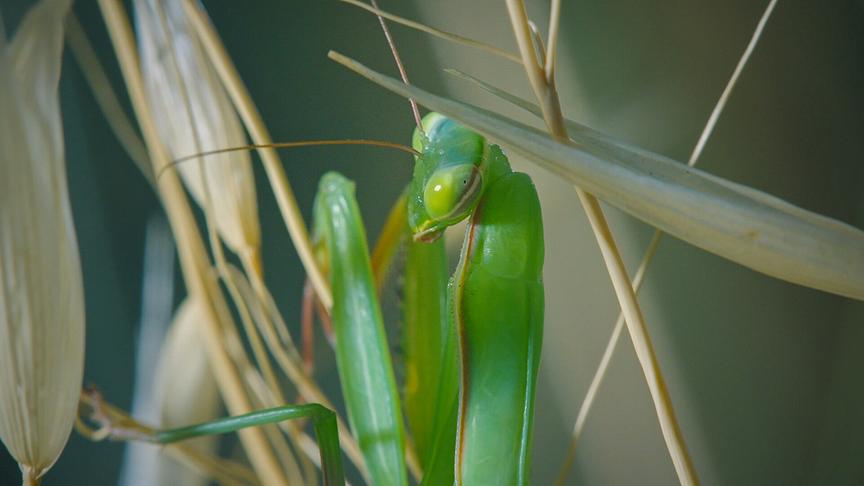 © Foto: ORF/Flair Production Im Bild: Die Gottesanbeterin ist das einzige Insekt, das dreidimensional sehen kann.