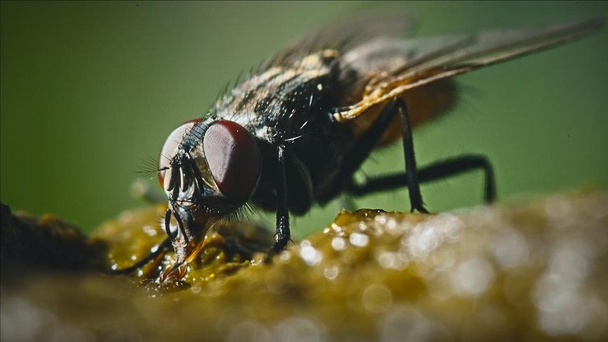 © Foto: ORF/Flair Production Im Bild: Ihre einzigartigen Flügel in Kombination mit der Rundumsicht der Facettenaugen machen die Gemeine Stubenfliege zu einer extrem wendigen und schwer fassbaren Luftakrobatin.