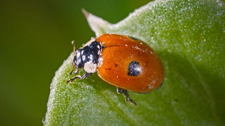© Foto: ORF/Flair Production Im Bild: Die namensgebenden schwarzen Flecken des Marienkäfers absorbieren Licht stärker als hellere Bereiche. So erzeugen sie Wärme und helfen dem Käfer, schneller auf Betriebstemperatur zu kommen.