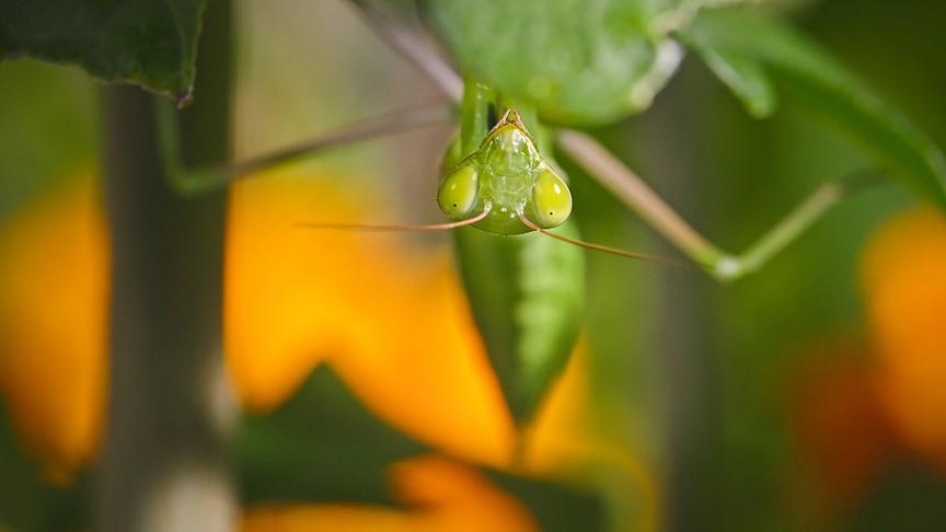 © Foto: ORF/Flair Production Im Bild: Die Jagdmethode der Gottesanbeterin: tarnen und lauern. Dann schnellen die Fangbeine blitzschnell nach vorne, um das Opfer zu packen.