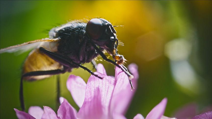 © Foto: ORF/Flair Production Im Bild: Wenn es um Bestäuber geht, haben wir meistens Bienen vor dem inneren Auge. Doch auch Fliegen lassen sich Nektar und Pollen von Blüten schmecken und tragen zur Befruchtung von Pflanzen bei.