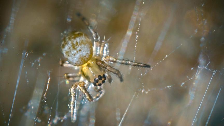 © Foto: ORF/Flair Production Im Bild: Nachdem es sich aus dem Kokon befreit hat, ist das Wespenspinnen-Baby noch durchscheinend.