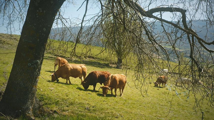 © Foto: ORF/Flair Production Im Bild: Wo es Abfall oder Tiermist gibt, fühlen sich Gemeine Stubenfliegen so richtig wohl.
