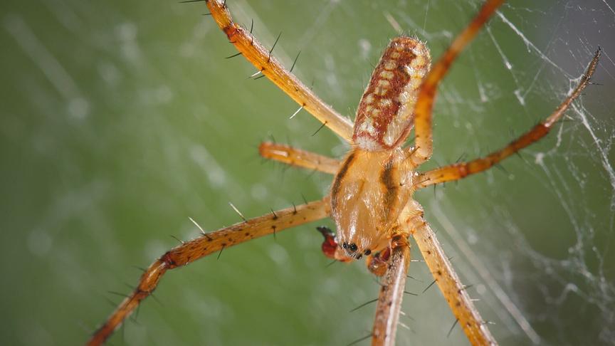 © Foto: ORF/Flair Production Im Bild: Das Wespenspinnen-Männchen ist viel kleiner als das Weibchen und nicht so auffällig gestreift.