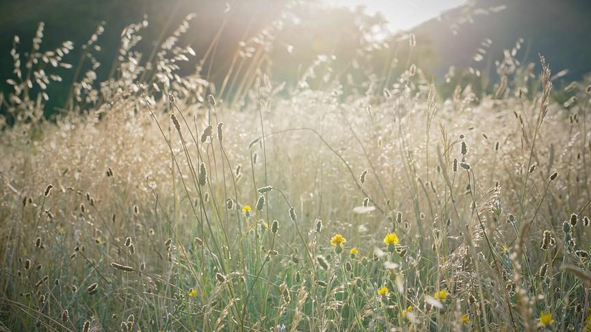 © Foto: ORF/Flair Production Im Bild: Im hohen Gras der ungemähten Wiesen tummeln sich zahlreiche Insekten.