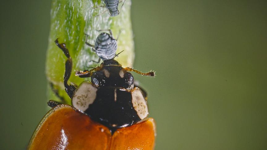 © Foto: ORF/Flair Production Im Bild: Marienkäfer können Blattläuse über deren Pheromone aufspüren.