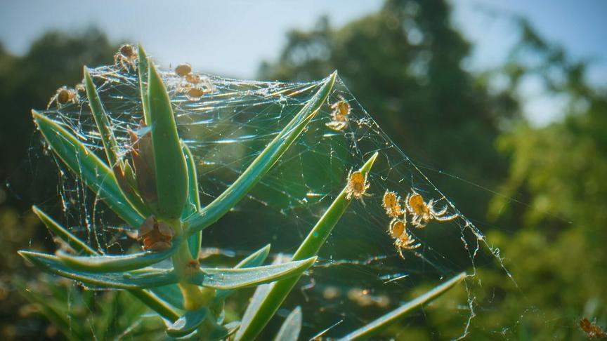 © Foto: ORF/Flair Production Im Bild: Die jungen Wespenspinnen lassen sich nach dem Schlüpfen an ihren Fäden vom Wind verwehen, um neuen Lebensraum zu erschließen.