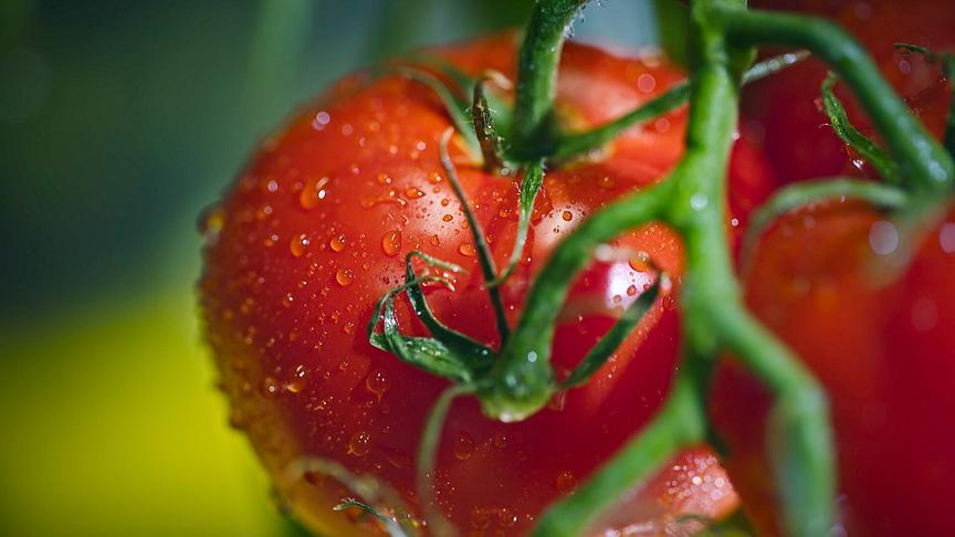 © Foto: ORF/Flair Production Im Bild: Gemüsepflanzen werden oft von Blattläusen geplagt. Weil Marienkäfer und ihre Larven diese Schädlinge vertilgen, galten sie in der Landwirtschaft als Geschenk der Mutter Gottes und wurden deshalb nach ihr benannt.