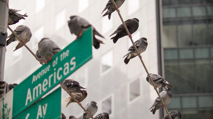 Im Bild: Taubenschwarm auf einem Straßenschild der „Avenue of Americas“ in New York City.