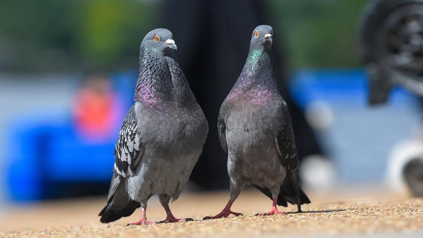 Im Bild: Zwei Tauben im Hyde Park.