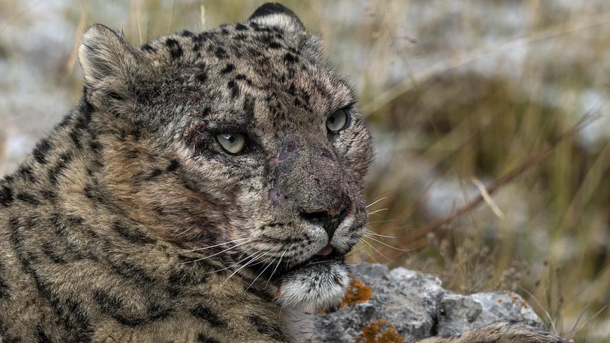 Im Bild: Hat ein Schneeleopard ein Territorium gefunden, in dem er gut leben kann, wird er diesen Ort um jeden Preis verteidigen. Die Narben machen das deutlich.