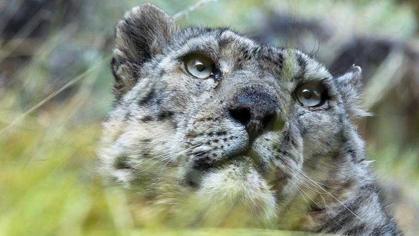 Im Bild: Schneeleoparden müssen ständig wachsam sein. Nicht nur um Beute zu machen, sondern auch um lästige Konkurrenten los zu werden.