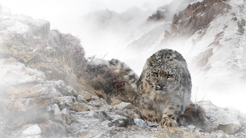 Im Bild: Erst vor kurzem wurde bekannt, dass eine erstaunlich große Zahl von Schneeleoparden in einigen abgeschiedenen Tälern der chinesischen Provinz Qinghai leben. Sie sind extrem selten und äußerst scheu.