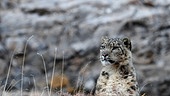 Im Bild: Die Aufzucht der Jungen ist für die Schneeleopardin mit großen Strapazen verbunden. Beute ist rar hoch in den Bergen und sie muss ihre Kraftreserven gut aufteilen.