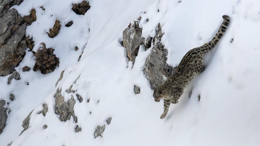 Im Bild: Die Pfoten des Schneeleoparden sind wie Schneeschuhe und erleichtern es ihm, durch den hohen Schnee zu laufen. Trotzdem ist das Jagen bei solchen Bedingungen nicht einfach.