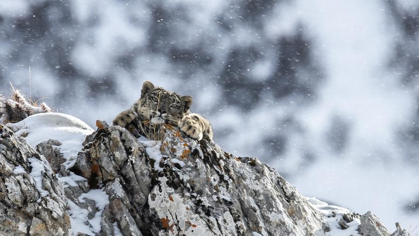 Im Bild: Erst vor kurzem wurde bekannt, dass eine erstaunlich große Zahl von Schneeleoparden in einigen abgeschiedenen Tälern der chinesischen Provinz Qinghai leben. Sie sind extrem selten und äußerst scheu.