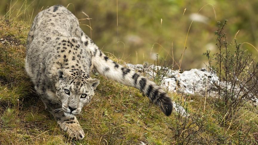 Im Bild: Schneeleoparden setzen, genau wie ihre gelb-schwarzen Verwandten aus Afrika, auf den Überraschungseffekt bei der Jagd. Sie schleichen sich an, bis sie mit einem Satz ihre Beute erlegen können.