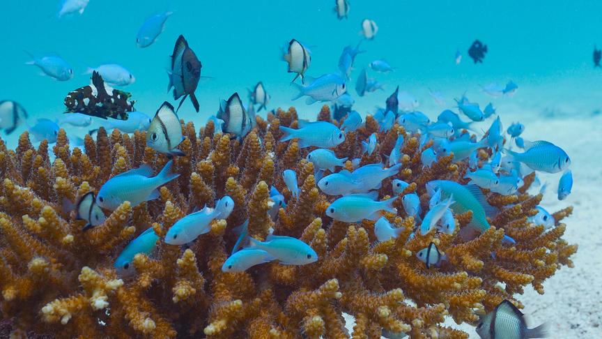 Im Bild: Die Korallenriffe und die Mangroven bieten vor allem jungen Fischen Schutz.