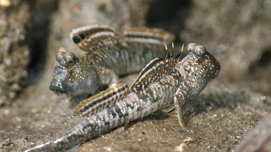 Im Bild: Die aufgestellte Rückenflosse des Schlammspringers ist eine Warnung an Konkurrenten und bedeutet: "Halt dich von mir fern!"