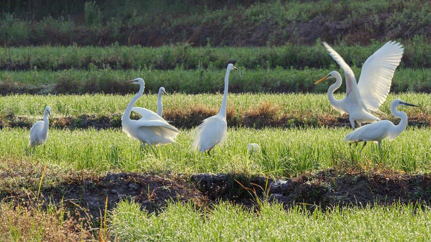 Im Bild: Auf den Reisfeldern von Iriomote werden kaum Pestizide benutzt. So finden viele Tiere dort einen wertvollen Lebensraum.