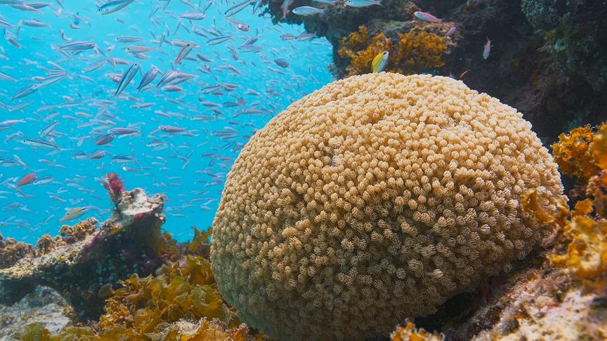 Im Bild: Vor Iriomotes Küste erstrecken sich artenreiche Korallenriffe. Leider haben auch diese Wunder der Natur mit den Folgen der Klimaerwärmung und der Korallen-Bleiche zu kämpfen.