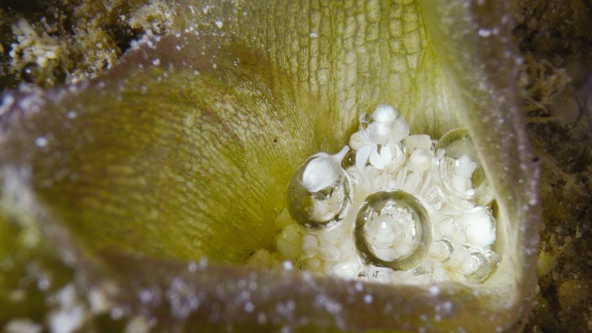 Im Bild: Die Textildesignerin Akiko Ishigaki verwendet für ihre Stoffe nur Ressourcen aus der Natur.