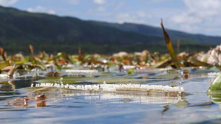 Im Bild: Seegraswiesen sind extrem wertvolle Lebensräume. Vor Iriomote gibt es sie zum Glück noch.