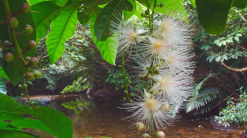 Im Bild: Die Blüte der Topffruchtbaumgewächse öffnen sich nur für eine einzige Nacht.