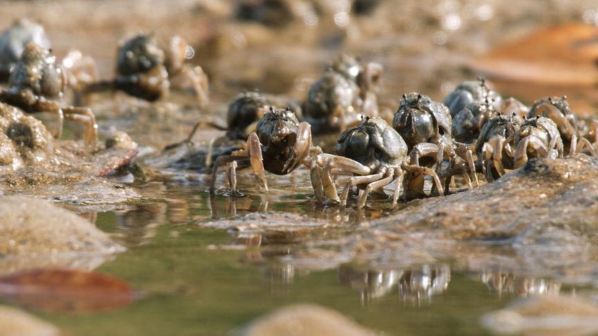 Im Bild: Soldatenkrabben durchfiltern bei Ebbe den Schlamm nach Nahrung.
