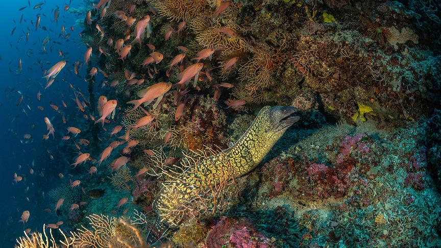 Im Bild: Mittelmeer Muräne.