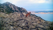 Im Bild: Luchs – Velebit-Gebirge.