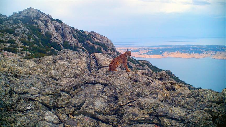 Im Bild: Luchs – Velebit-Gebirge.