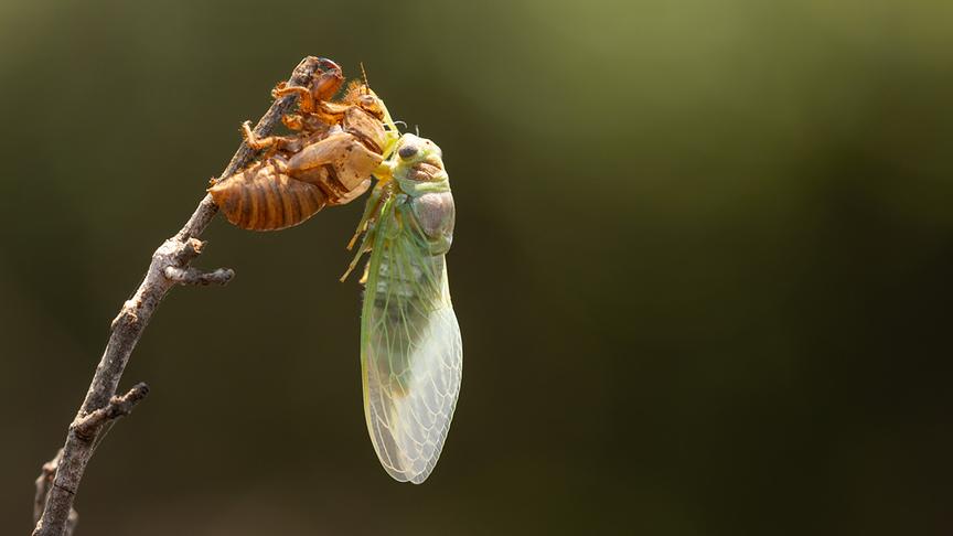 Im Bild: Singzikade (Cicadidae).