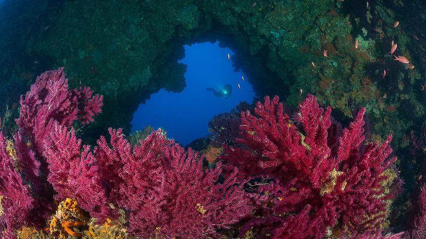 Im Bild: Unterwasserfotograf Borut Furlan – Buntes Riff.