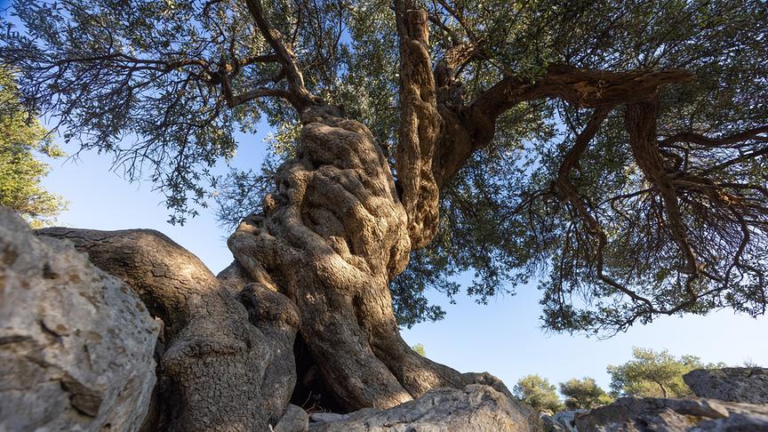 Im Bild: 1000Jahre alte Olivenbaum.