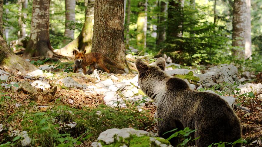 Im Bild: Fuchs und Braunbär.