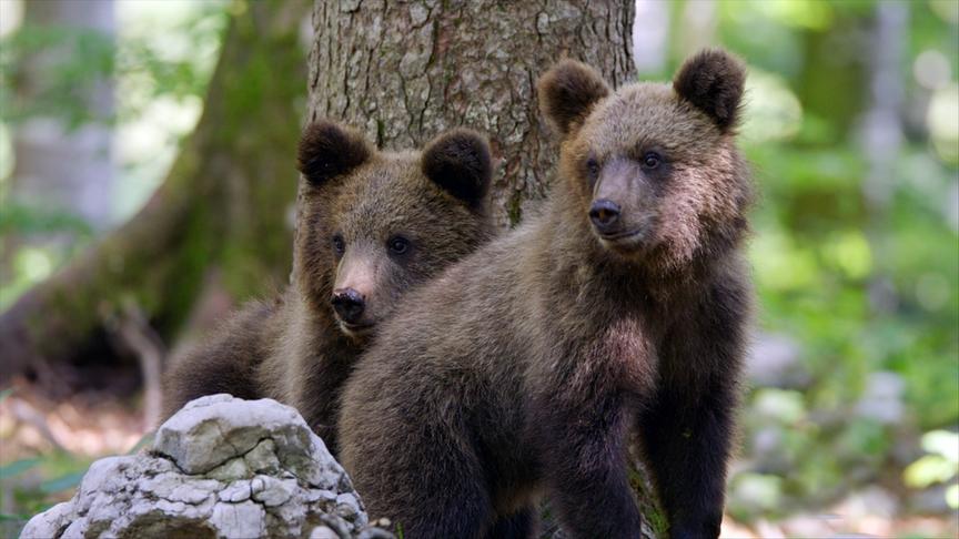Im Bild: Braunbären Nachwuchs.