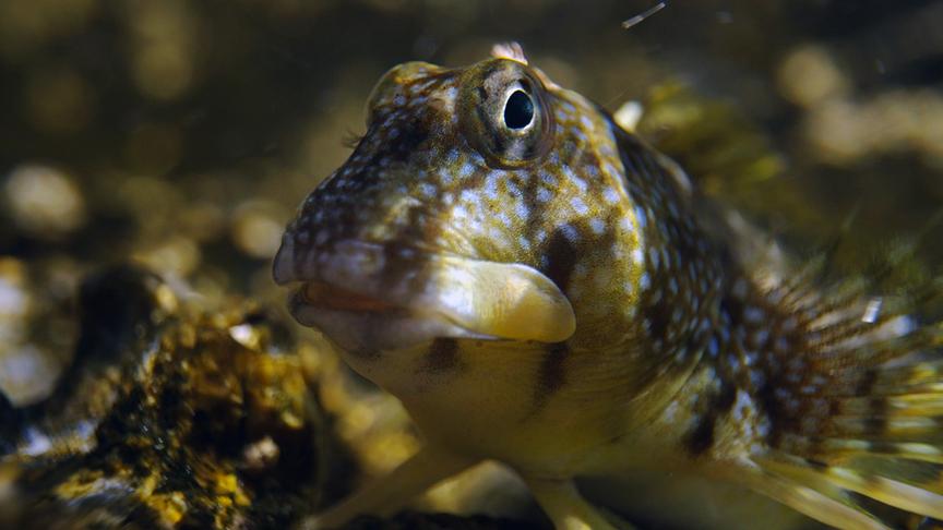 Im Bild: Amphibischer Schleimfisch (Coryphoblennius galerita).