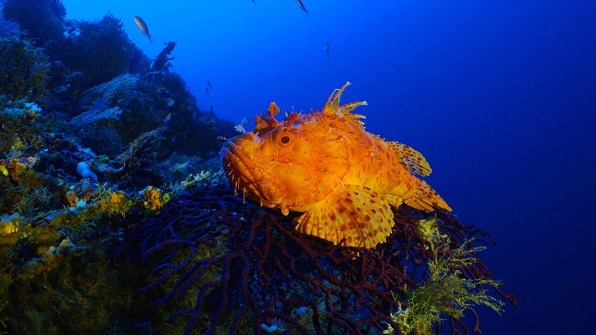 Im Bild: Große Rote Drachenkopf (Scorpaena scrofa).