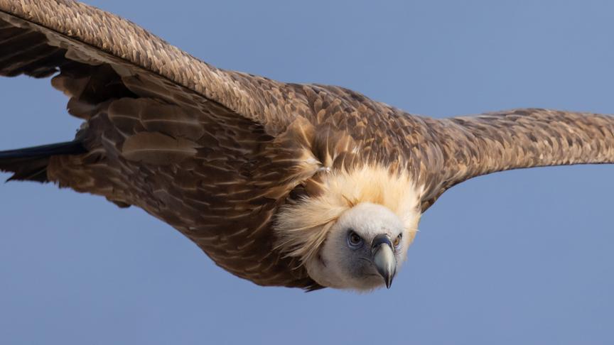 Im Bild: Gänsegeier.