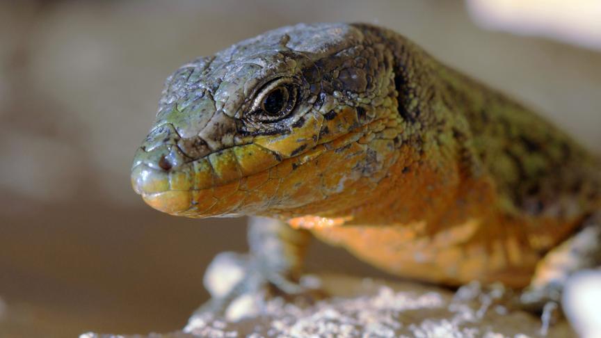 Im Bild: Adriatische Mauereidechse (Podarcis melisellensis).