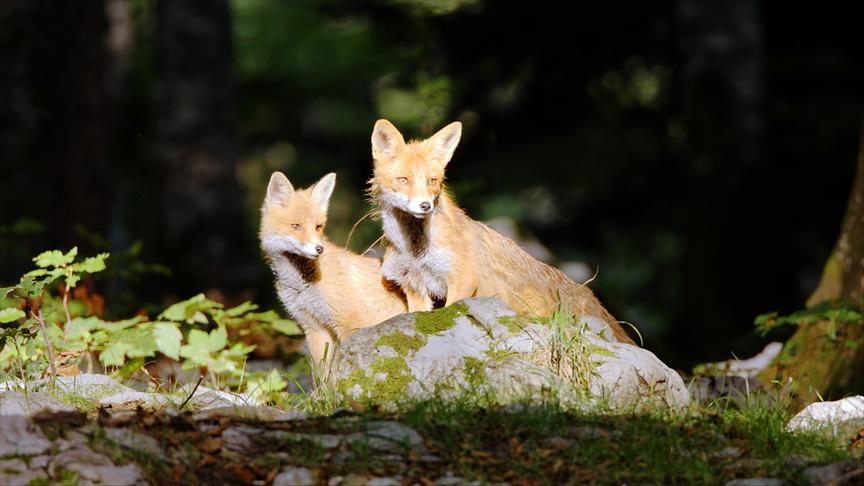 Im Bild: Fuchsfamilie.