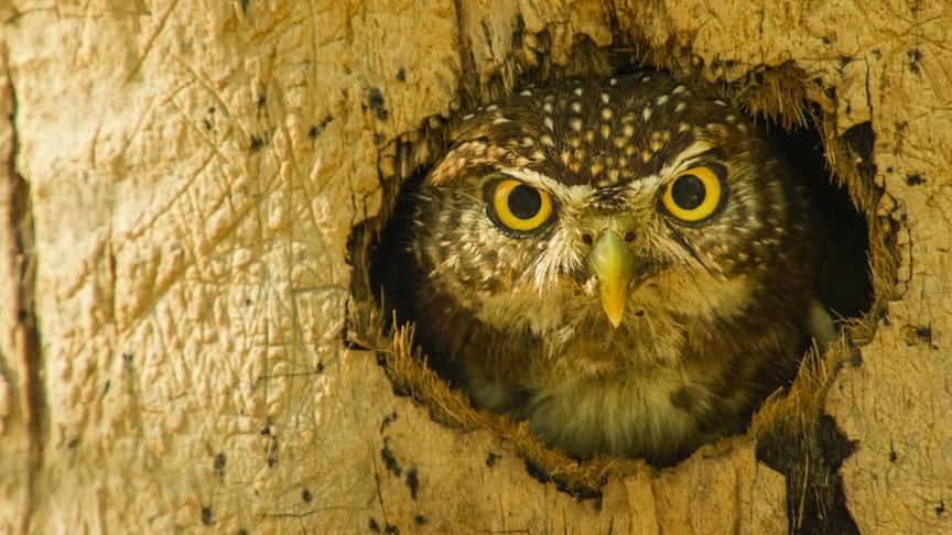 Im Bild: Cuba-Sperlingskauz.