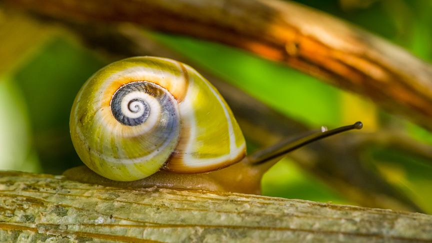 Im Bild: Polymita (Landschnecke).