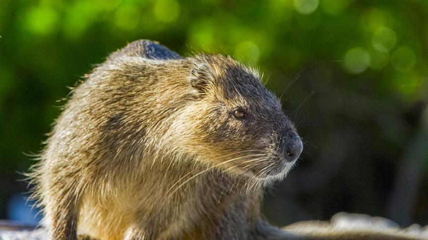 Im Bild: Baumratte.