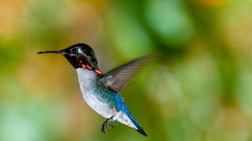 Im Bild: Bienenelfe, auch Kubaelfe oder Hummelkolibri, gilt als die kleinste Kolibriart und als der kleinste Vogel weltweit.