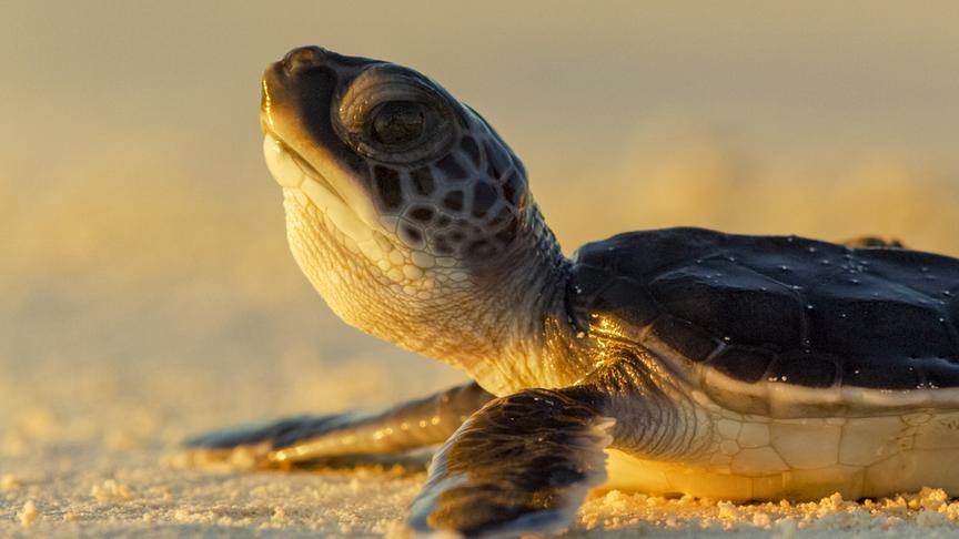 Im Bild: Schildkröte.