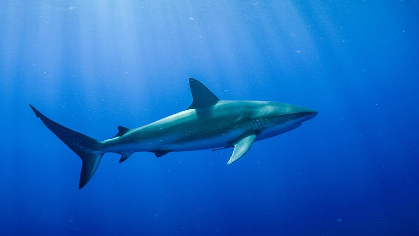 Im Bild: Hai im tiefblauen Wasser.