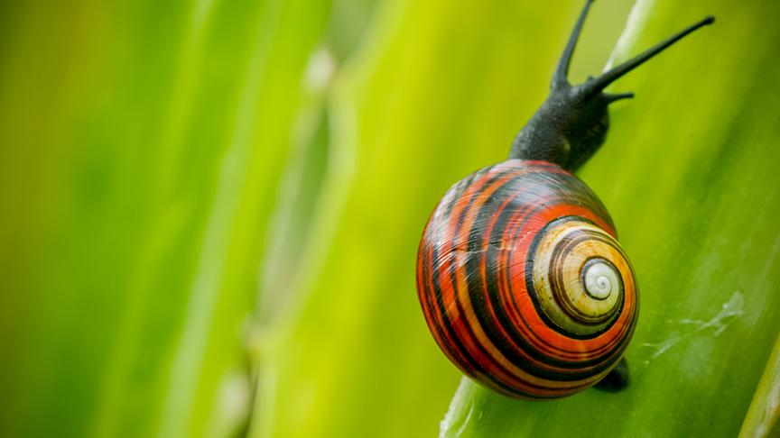 Im Bild: Polymita (Landschnecke).